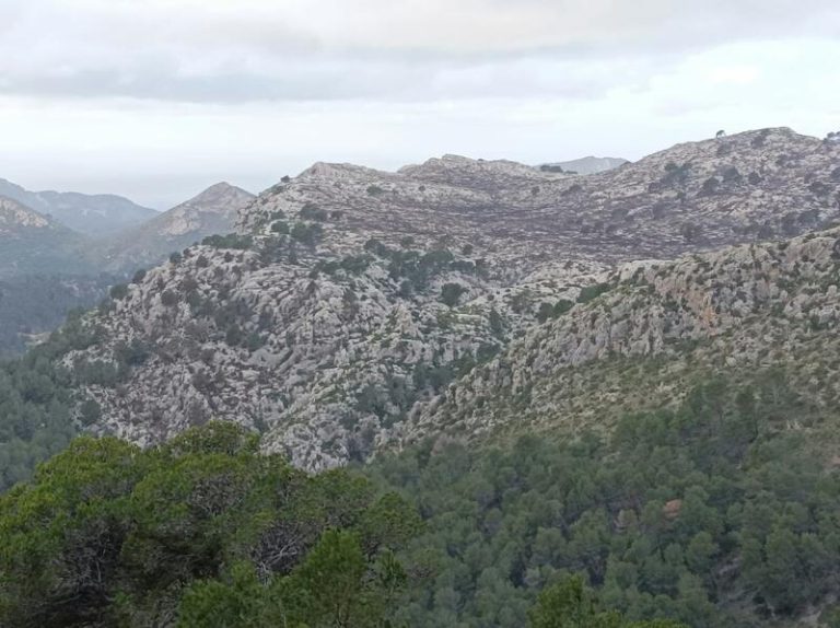 Estabilizado el incendio forestal de Andratx que ha afectado a 60 hectáreas