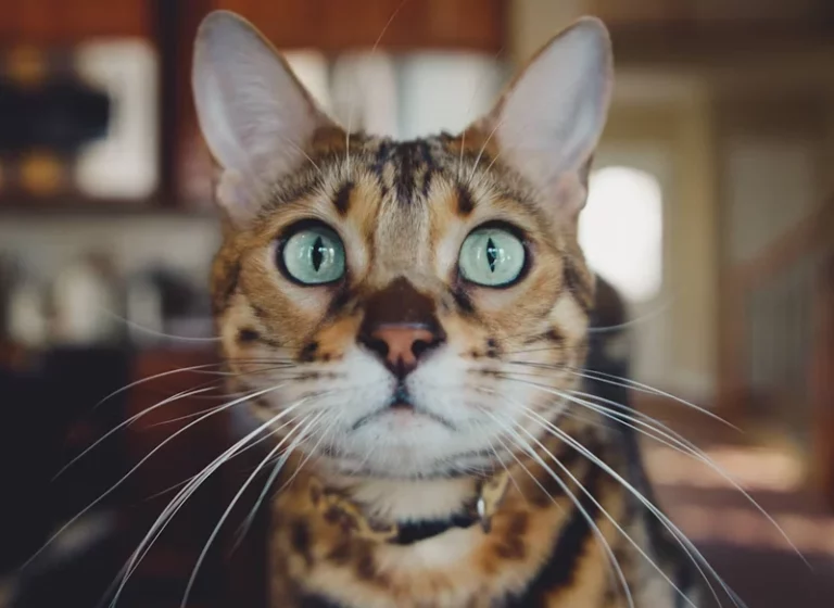 Como busques este gato en Google vas a ser hackeado