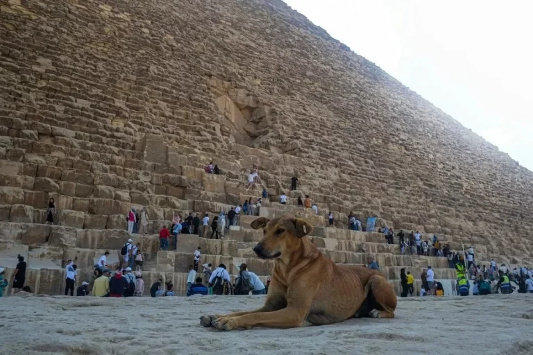 ¿Cómo ha llegado este perro callejero a la cima de la gran pirámide de Giza?