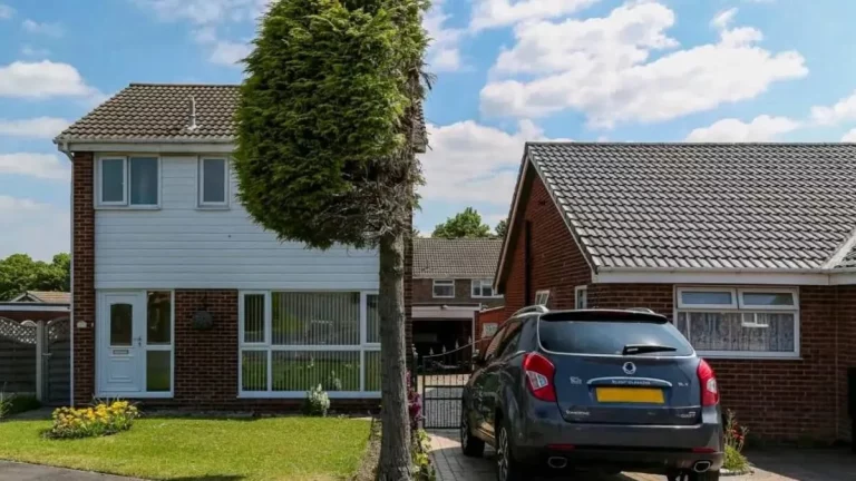 El árbol partido por una disputa vecinal que ahora es una atracción turística en Google Maps