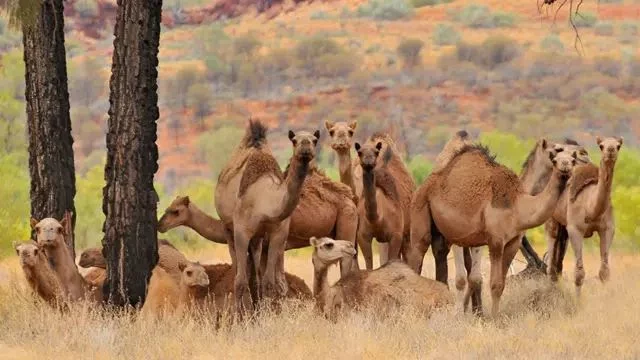 El país con más camellos del mundo no está en África ni Asia