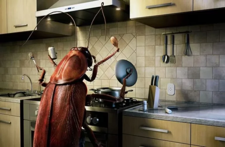 Este electrodoméstico que seguro que tienes en casa es el que más atrae a las cucarachas