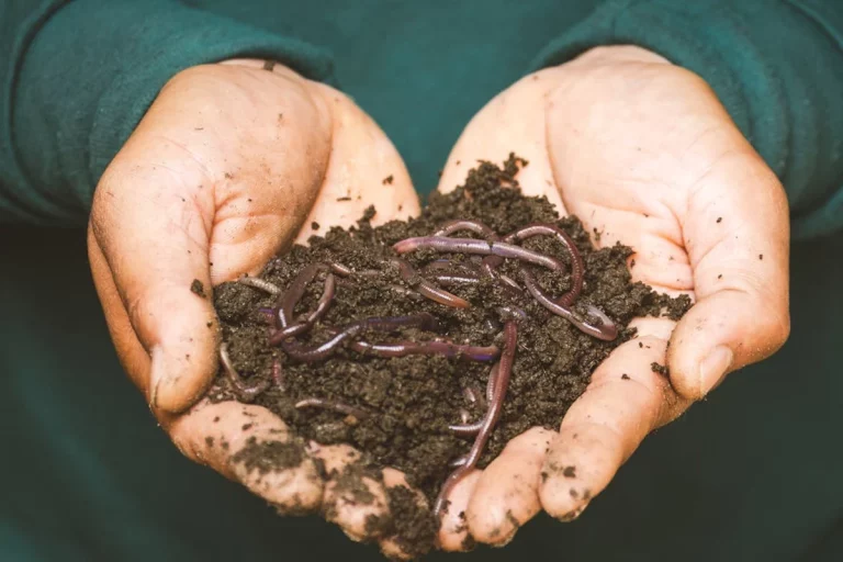 ¿Cómo ayudan los fertilizantes orgánicos a la conservación del medioambiente?