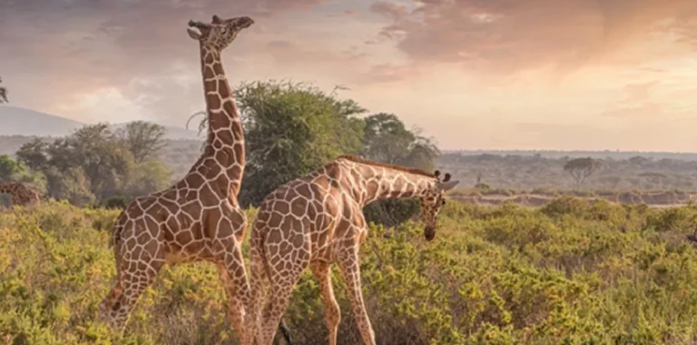 Kenia: una aventura salvaje en el corazón de áfrica