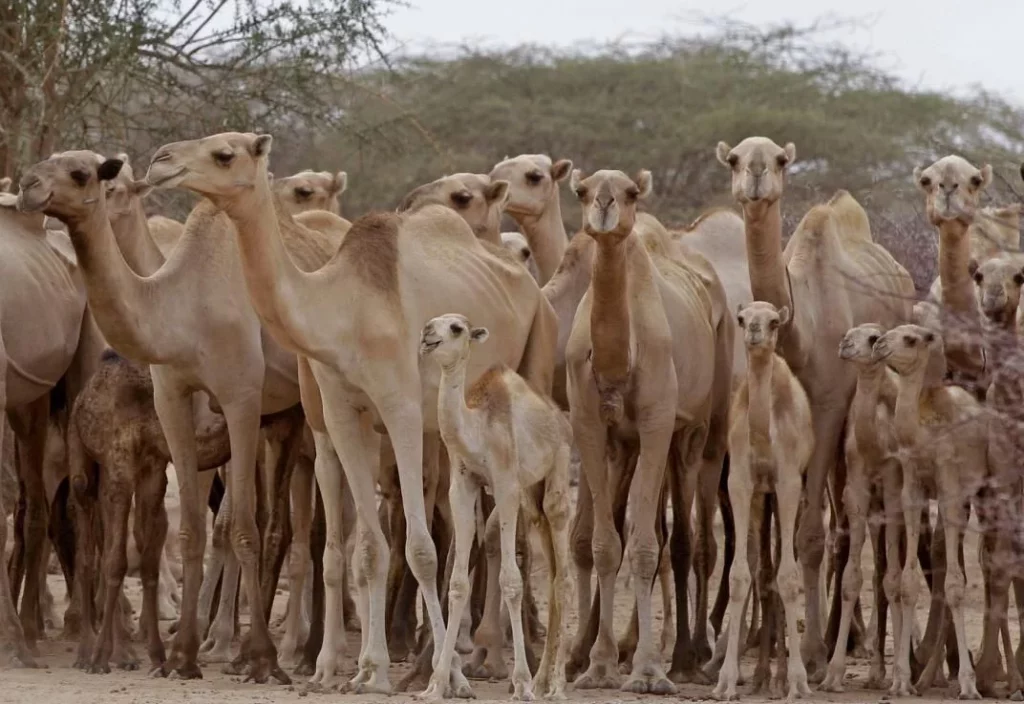 El país con más camellos del mundo no está en África ni Asia 130 Un desafío ambiental