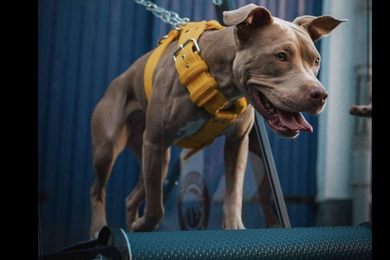 Las cintas de correr para perros; una solución innovadora para el bienestar físico y mental del mejor amigo