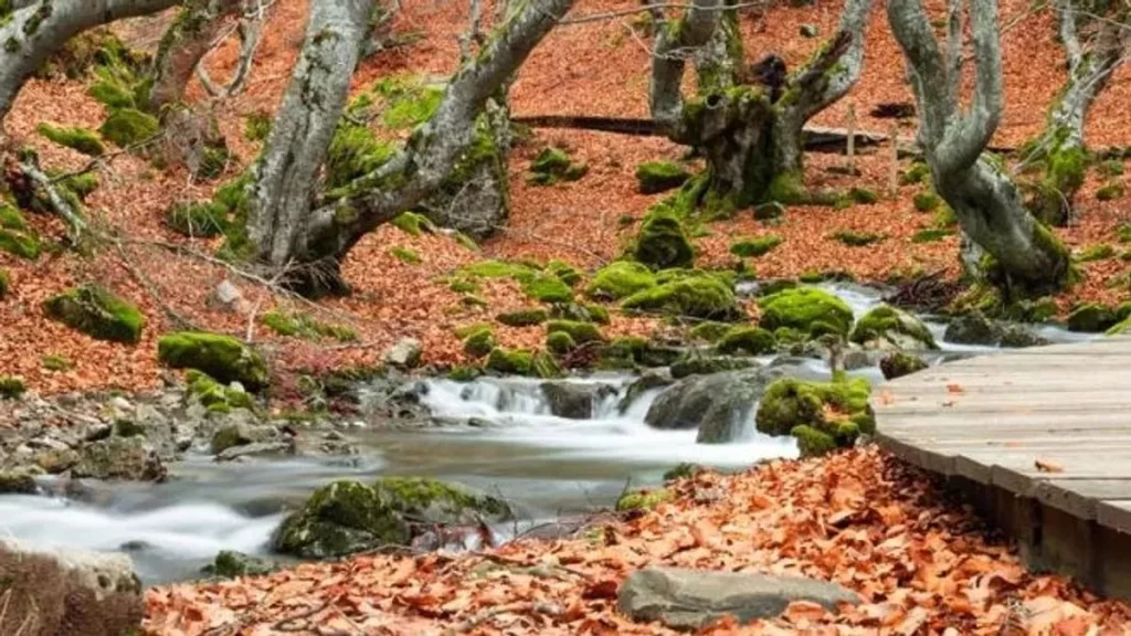 5 parques de España que en invierno parecen sacados de un cuento de hadas 42 Faedo de Ciñera: El bosque mejor cuidado de España