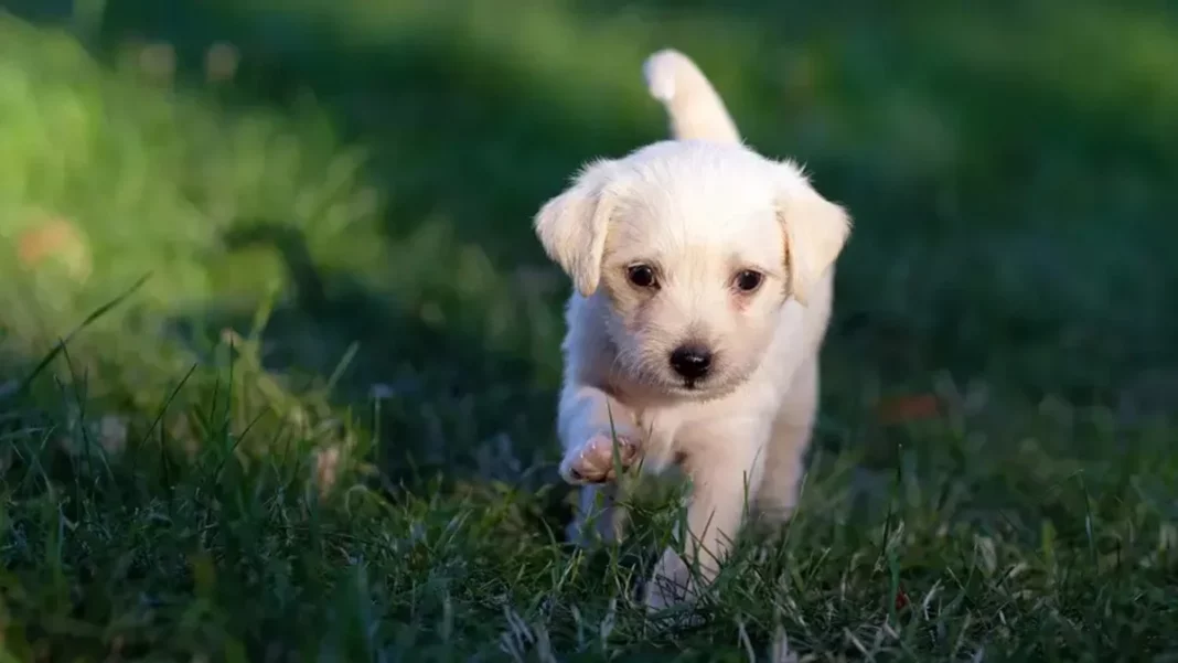 Cómo saber si tu mascota está sufriendo un golpe de calor