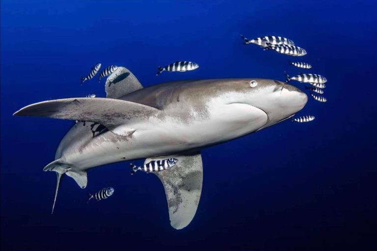 Buceo seguro con tiburones en el Mar Rojo; Desmitificando miedos y promoviendo la conservación