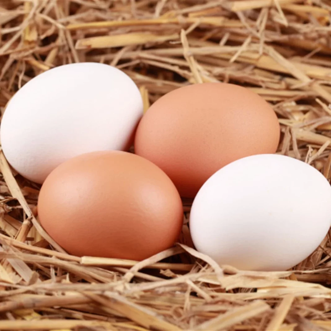 El huevo vuelve a ser saludable: el histórico aval de la ciencia que cambia todo