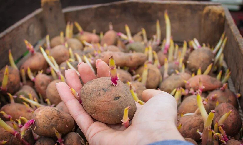 ¿Qué hacer si las patatas tienen brotes o están verdes?