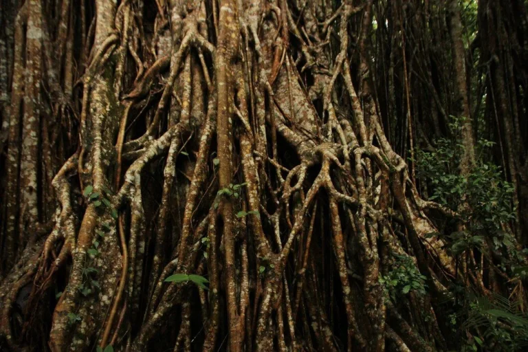 ¿Sabías que hay una isla en el mundo donde los árboles caminan?