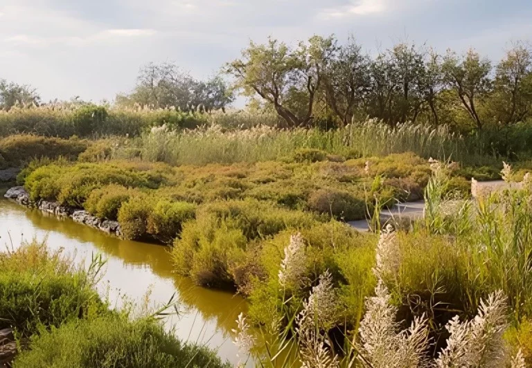 El 54% de los humedales de España está en mal estado y necesita más protección