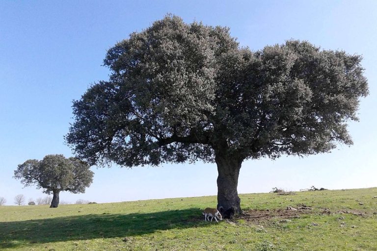 El G.O. CAPRICORNIO afronta su último año con innovaciones clave para la sostenibilidad de la dehesa