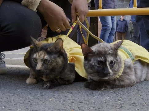 Dos gatos atados por su dueño Dos gatos atados por su dueño