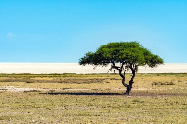 Existe un árbol que suda agua y lleva siglos salvando vidas en el desierto