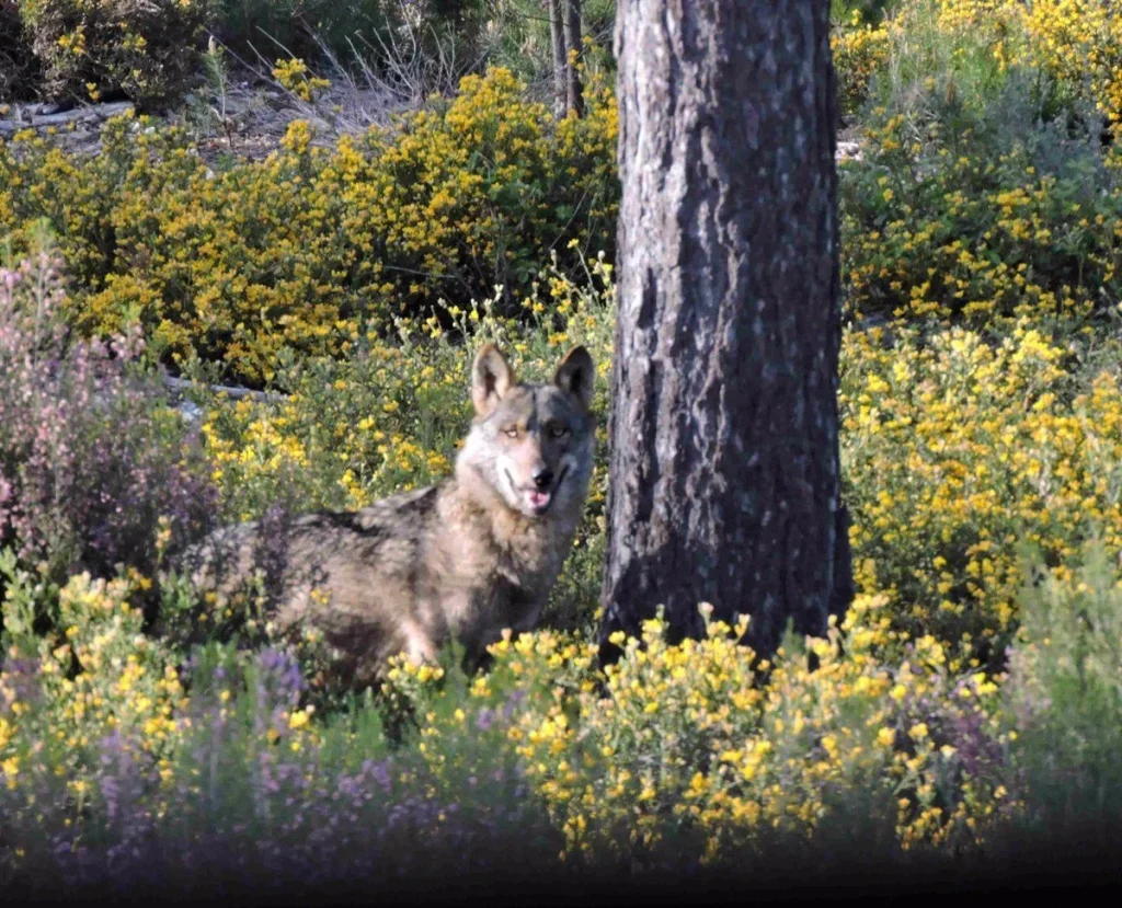 Una ley con trampa: el regreso encubierto de la caza del lobo