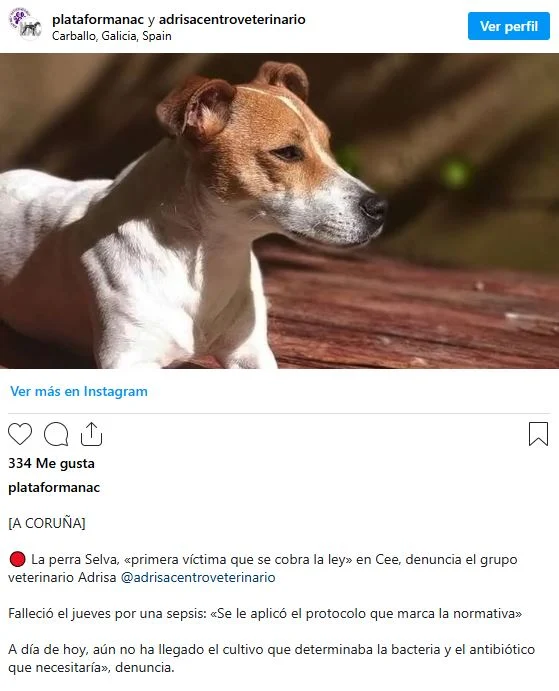 Caso de fallecimiento de la perra Selva denunciado por el grupo veterinario Adrisa