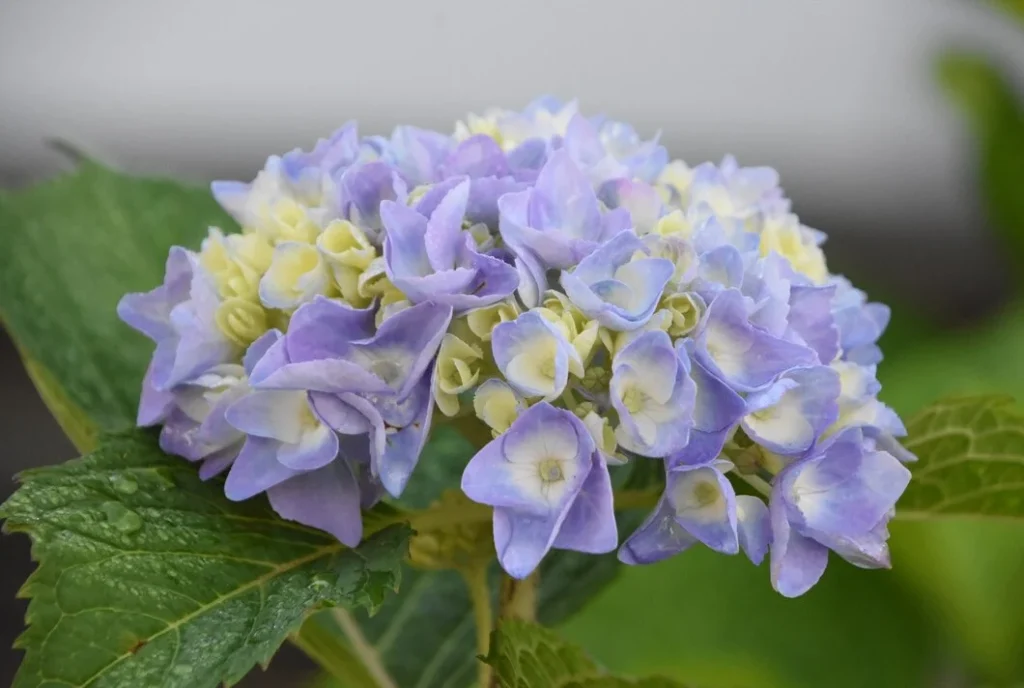 El secreto del color: cómo controlar el tono de tus hortensias