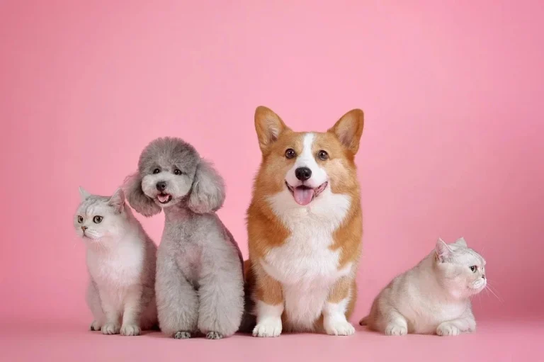 Más allá de las croquetas: los alimentos frescos que sí pueden comer tus mascotas sin preocupación