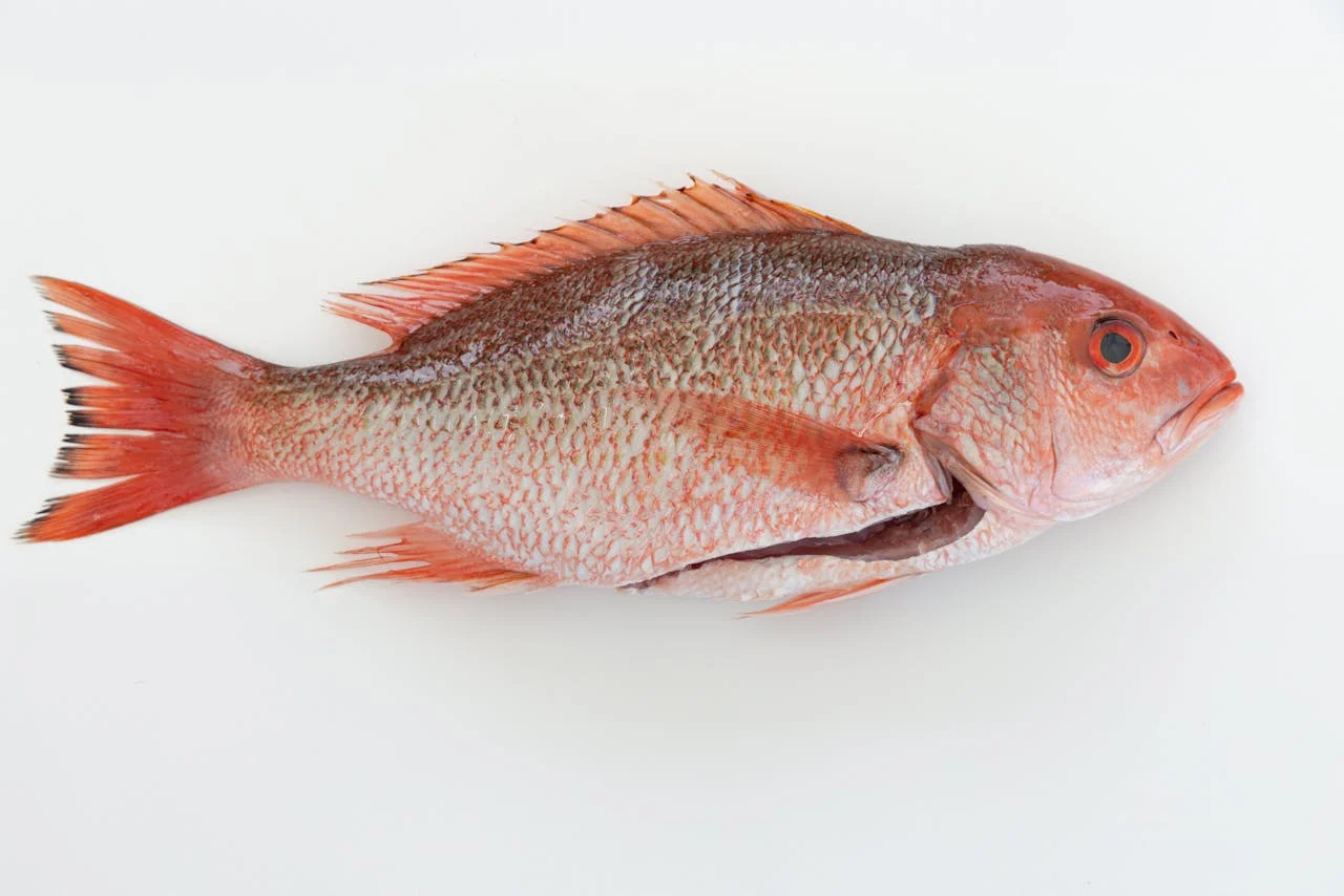 Nutritivo, seguro y delicioso: el pescado con más omega-3 y sin mercurio Nutritivo, seguro y delicioso: el pescado con más omega-3 y sin mercurio