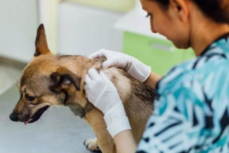 Investigan a seis falsos veterinarios en Navarra: hacían cirugías y vacunaban sin título