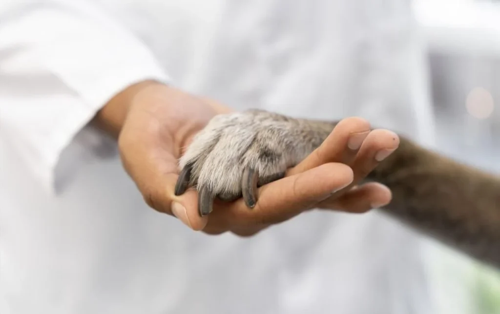 víctimas de la ley animal regulación medicamentos veterinarios