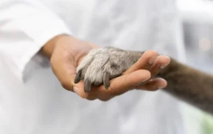 víctimas de la ley animal regulación medicamentos veterinarios