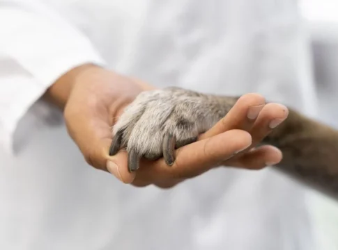 víctimas de la ley animal regulación medicamentos veterinarios víctimas de la ley animal regulación medicamentos veterinarios