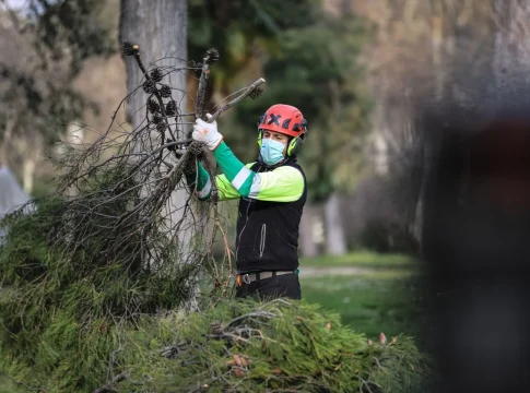Un operario realiza trabajos con árboles caídos en El Retiro de Madrid Un operario realiza trabajos con árboles caídos en El Retiro de Madrid