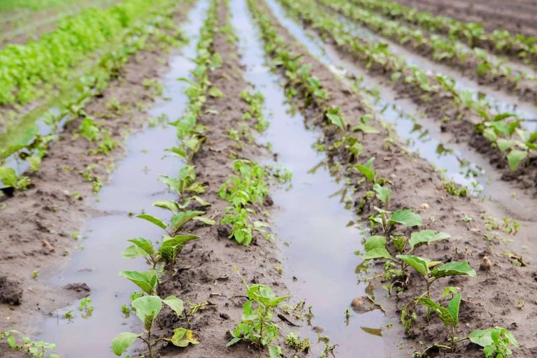 Cómo proteger los cultivos tras lluvias intensas; la solución microbiológica ante los extremos climáticos