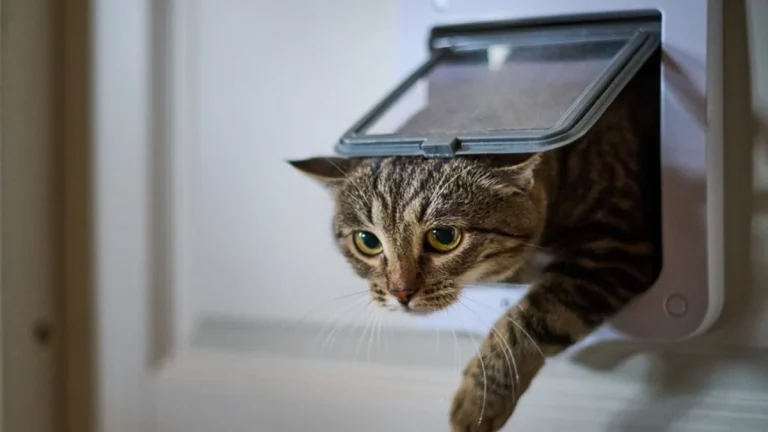 Las multas que pueden recibir los dueños de gatos por la nueva ley de bienestar animal