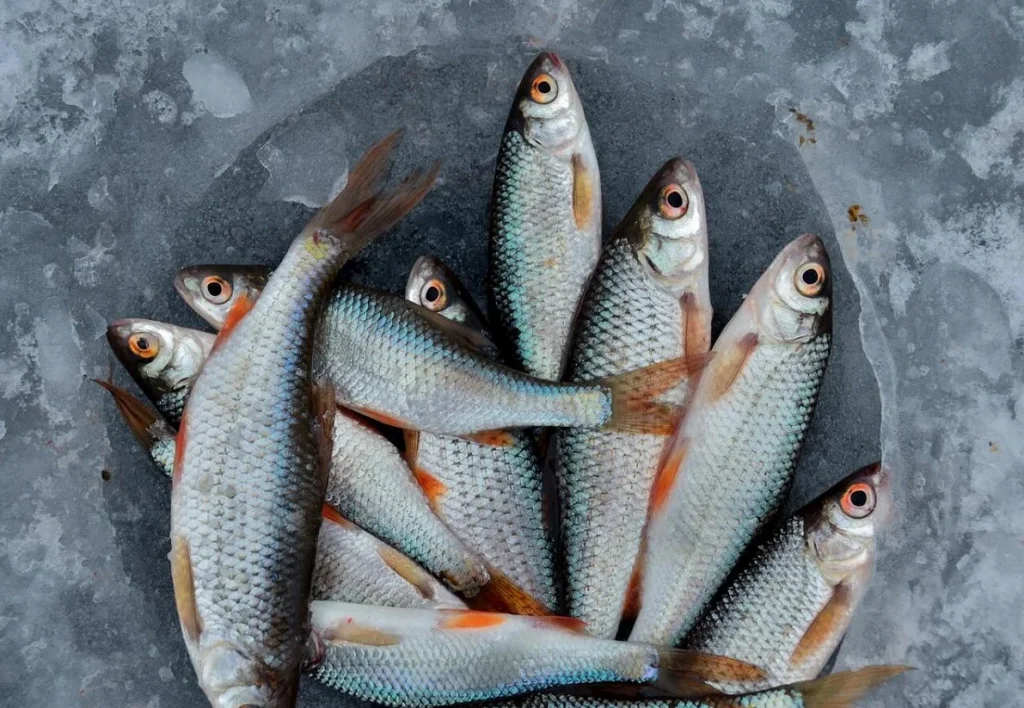Los pescados azules: fuentes naturales de equilibrio emocional