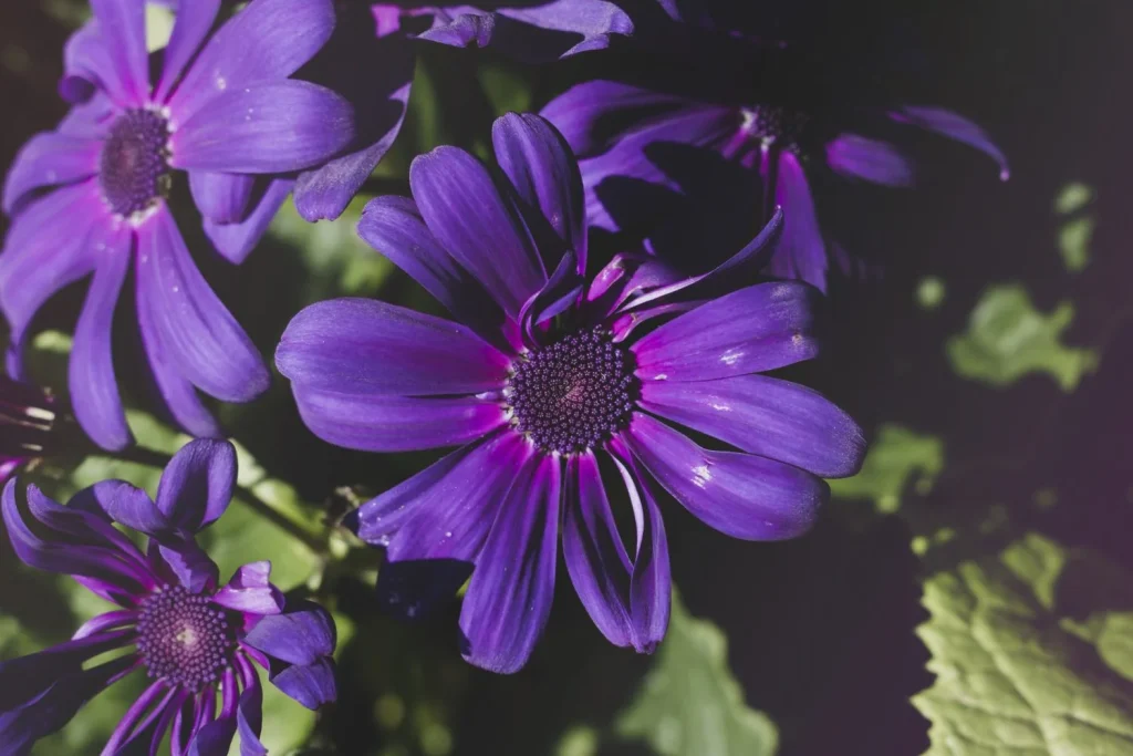 Consejos de expertos para cuidar tu planta Lidl todo el año