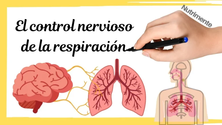 Tu respiración y cerebro deciden lo rápido que reaccionas: la diferencia está en milisegundos