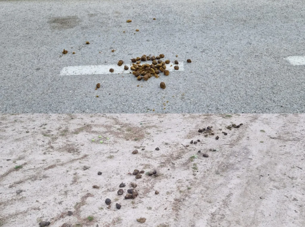 excrementos en san isidro de la policia municipal de madrid a caballo