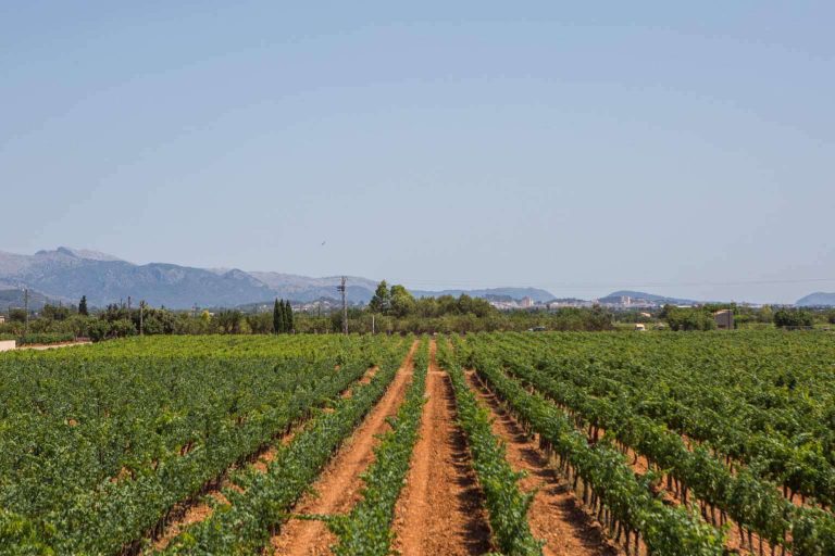Vacalia apuesta por el enoturismo, casas vacacionales entre viñedos para disfrutar del vino en Mallorca