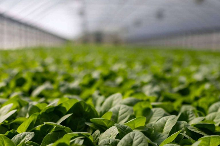 Cómo aplicar correctamente los fertilizantes para maximizar su eficacia