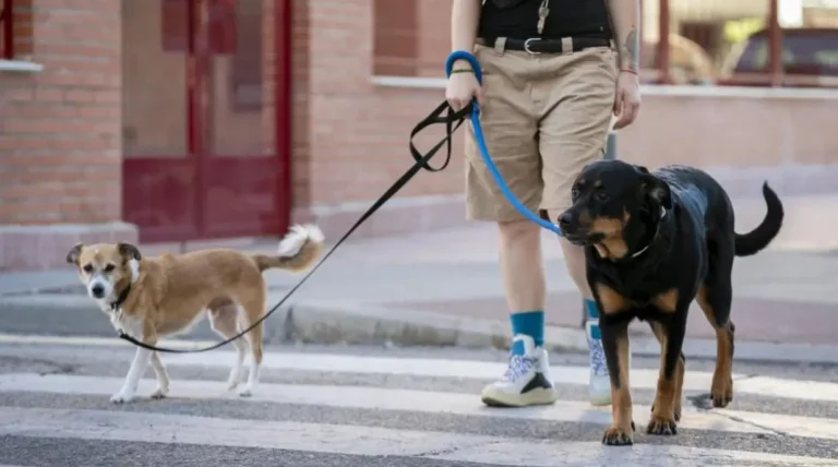 Los españoles gastan 3.000 euros al año en mascotas