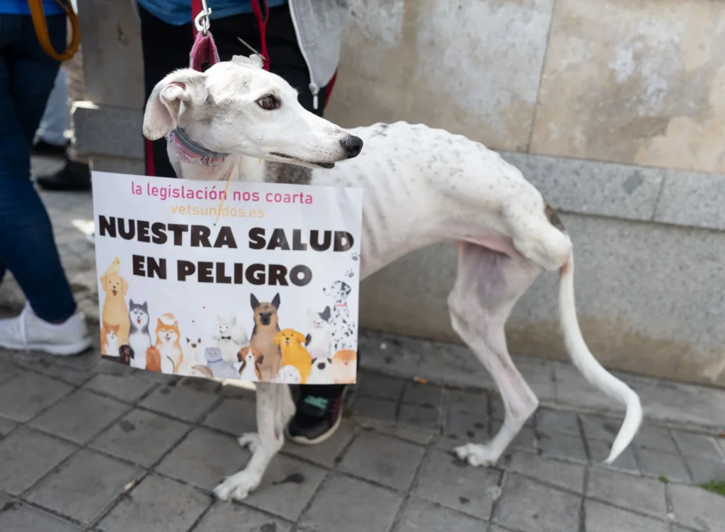«Firman su sentencia de muerte»: La ley animal que amenaza a las mascotas harta a los veterinarios
