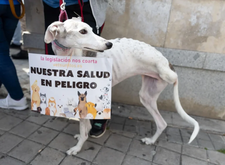 «Firman su sentencia de muerte»: La ley animal que amenaza a las mascotas harta a los veterinarios