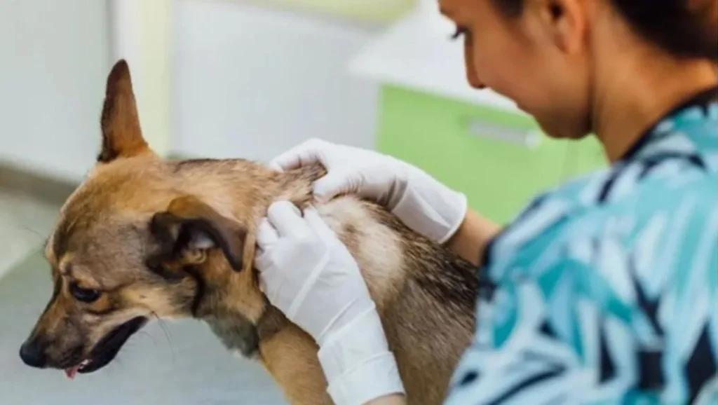 Veterinario con un perro