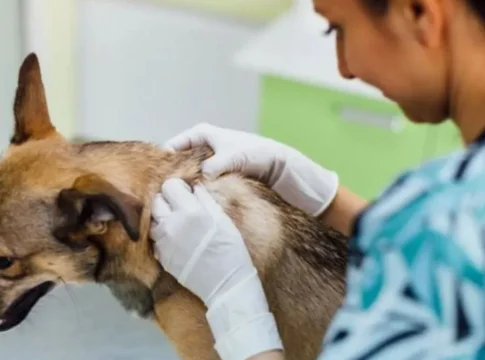 veterinario con un perro animal Veterinario con un perro