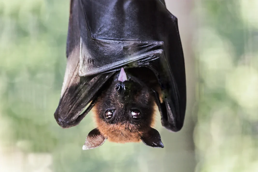 ¿FUERON LOS MURCIÉLAGOS QUIENES TRANSMITIERON EL COVID?