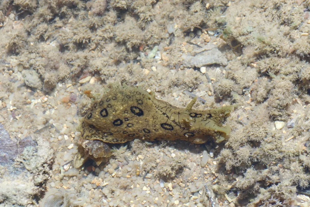 BLOQUEO DE UNA ENZIMA CLAVE CONTRA EL CÁNCER