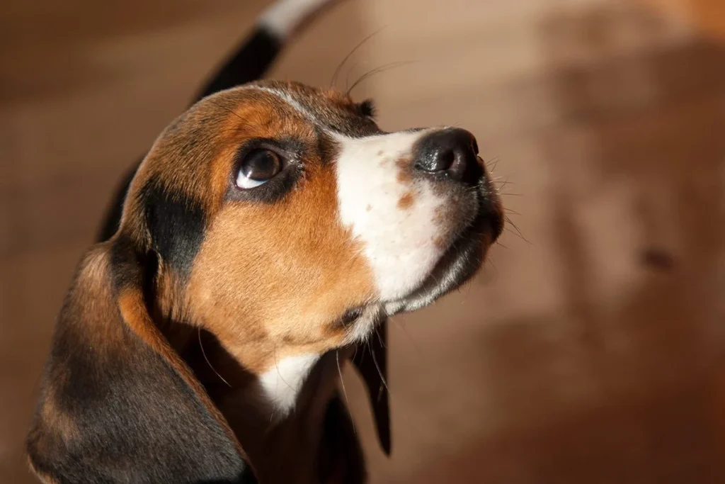 CÓMO RESPONDER ANTE LA MIRADA FIJA DE TU PERRO