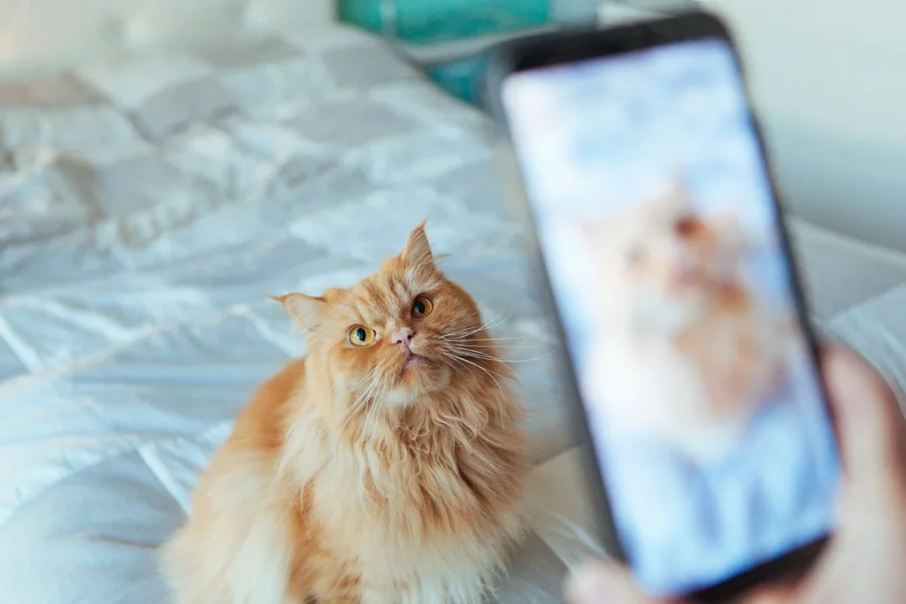 CÓMO USAR LAS VIDEOLLAMADAS CON PERROS Y GATOS