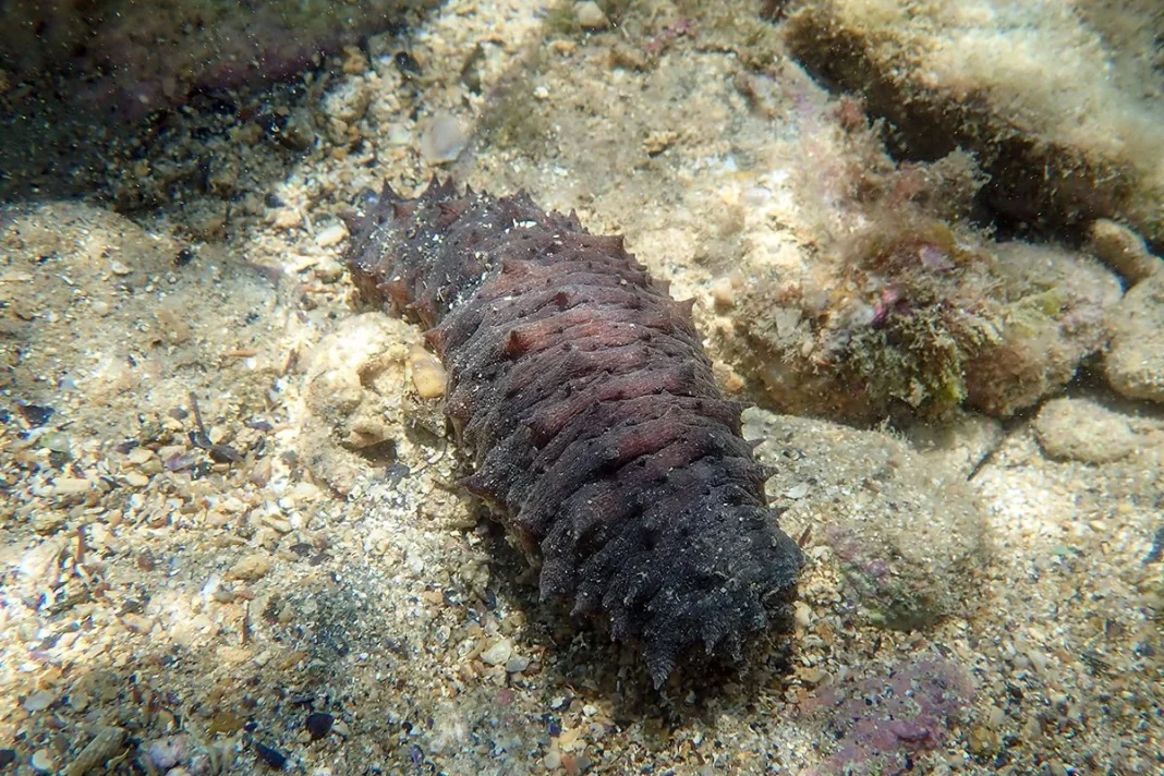 EL ANIMAL DEL FONDO MARINO QUE PUEDE AYUDAR A CURAR EL CÁNCER