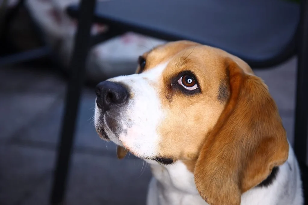 EL LENGUAJE CORPORAL DE TU PERRO AL MIRARTE