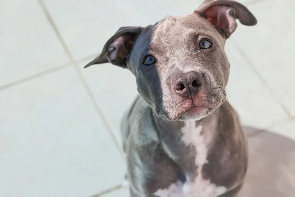 EL PERRO ESPERA UNA ORDEN